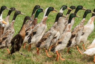 Breed Profile: Indian Runner Duck